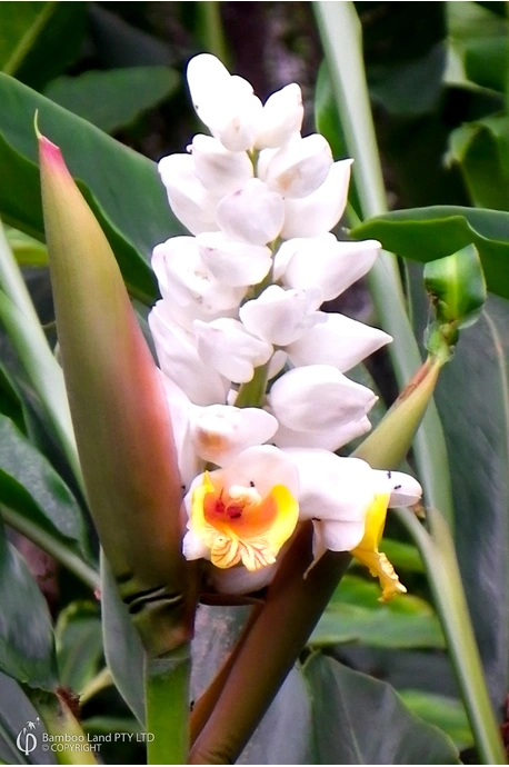 Alpinia malaccensis