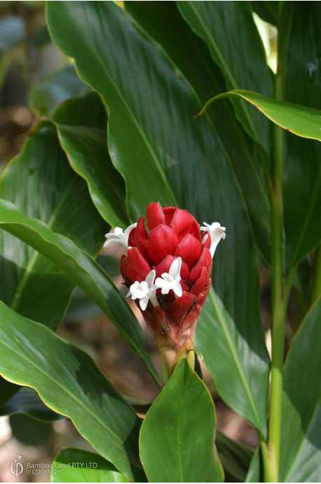 Alpinia purpurata 'Jungle King' - 300mm pot