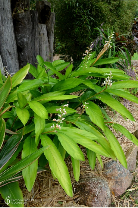 Alpinia waimea 'Pendy'
