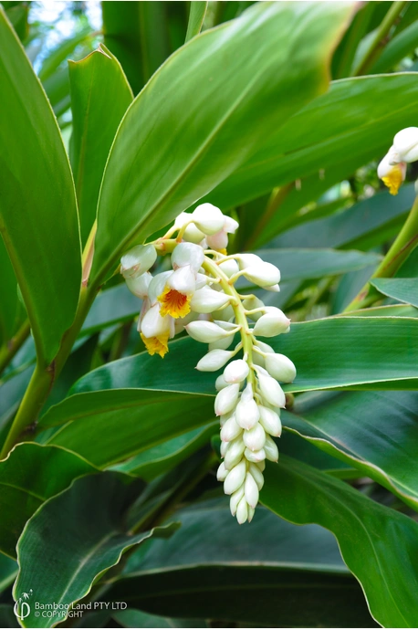Alpinia zerumbet 'Cream Shell Ginger'