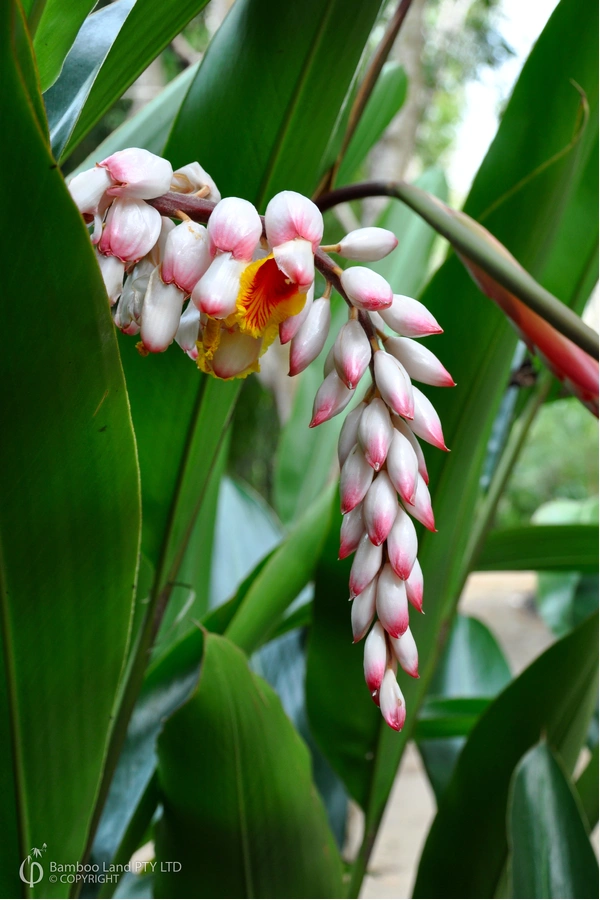 Alpinia zerumbet 'Green Shell Ginger'