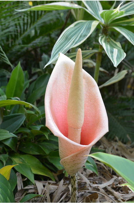 Amorphophallus bulbifer (Voodoo Lily) - 125mm pot