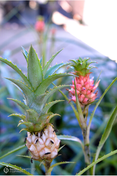 Port stad Nat Ananas comosus var. microstachys (Dwarf Pineapple)