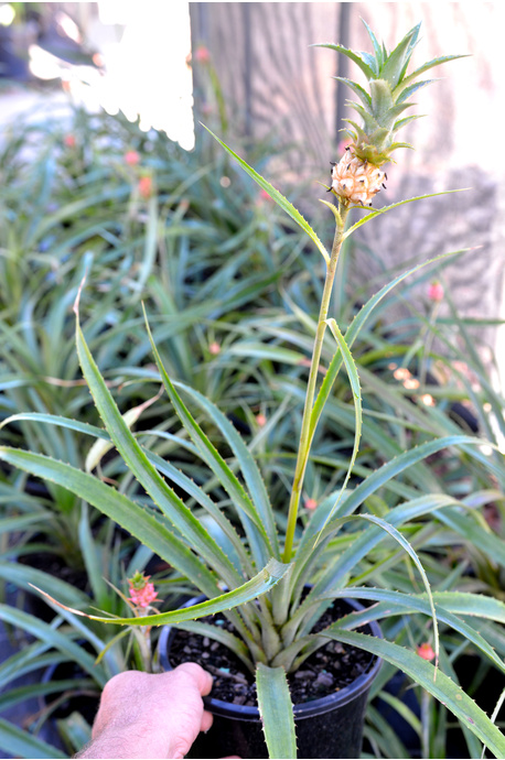 Ananas comosus var. microstachys (Dwarf Pineapple)