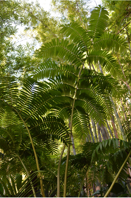 Angiopteris evecta (King Fern)