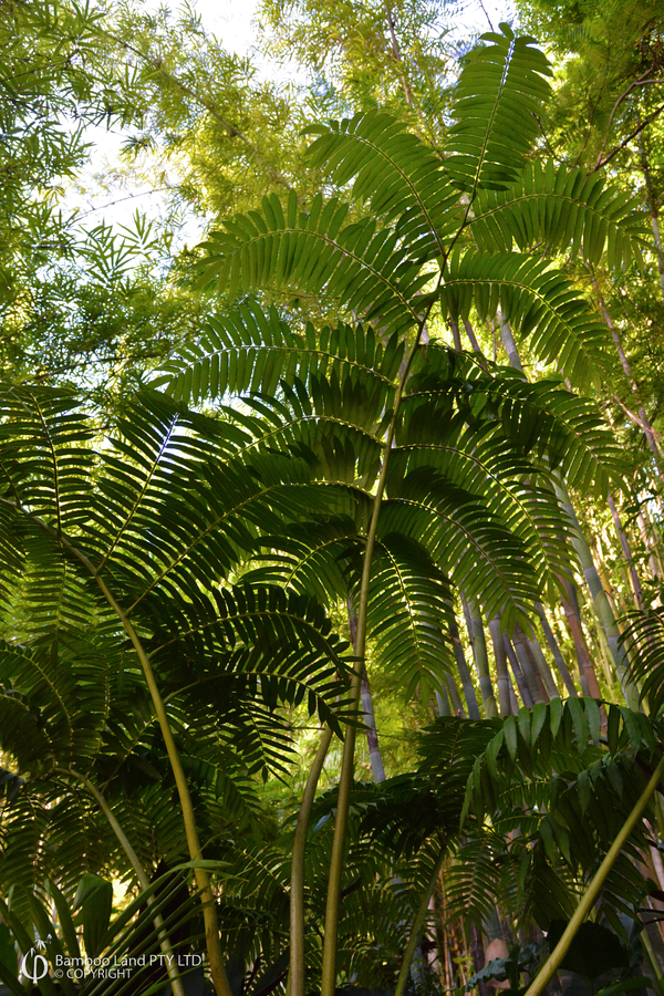 Angiopteris evecta (King Fern) - 700mm pot
