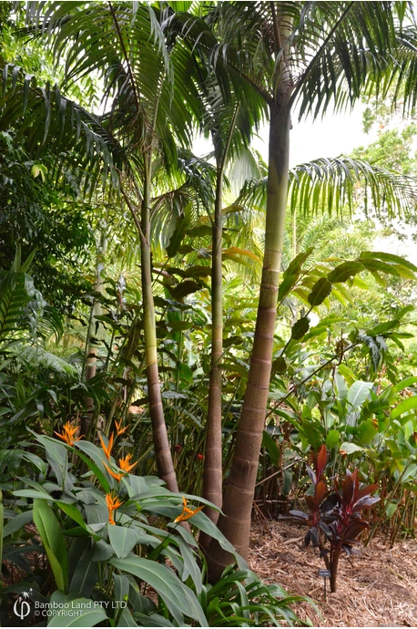 Archontophoenix cunninghamiana (Bangalow Palm) - 300mm pot - Multi-planted
