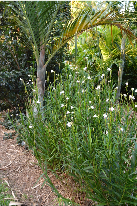  Arundina graminifolia (Bamboo Orchid) - 180mm pot