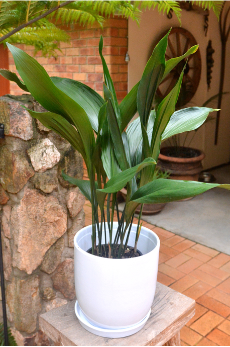 Aspidistra elatior (Cast Iron Plant)