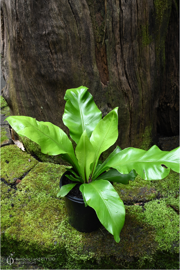 Asplenium nidus