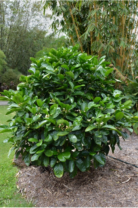 Atractocarpus fitzalanii (Native Gardenia)