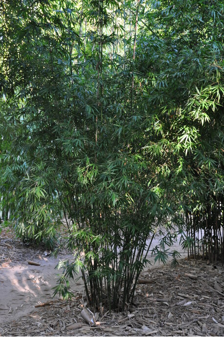 Bambusa textilis Weaver's Bamboo - BTE - Bamboo Sourcery Nursery & Gardens