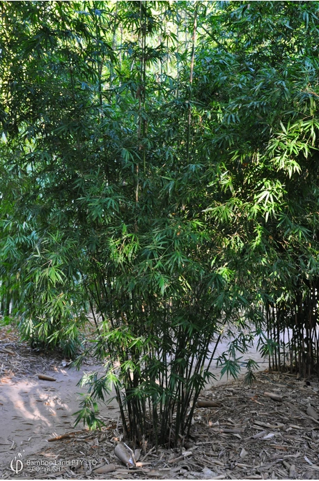 Bambusa boniopsis