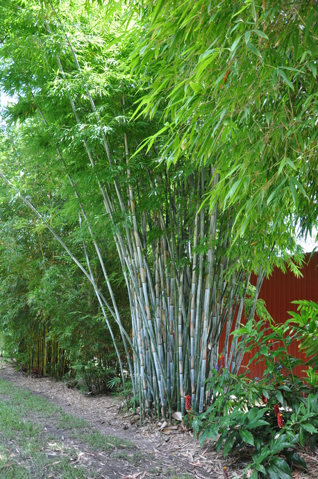 Bambusa chungii (White Bamboo) - 300mm pot