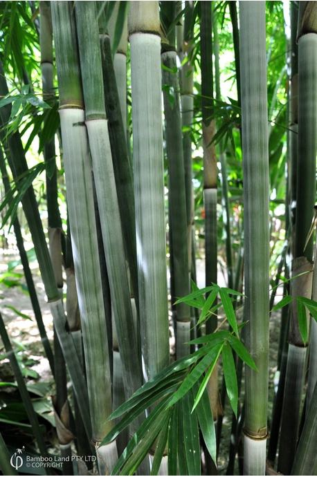 Bambusa chungii 'Barbelletta'