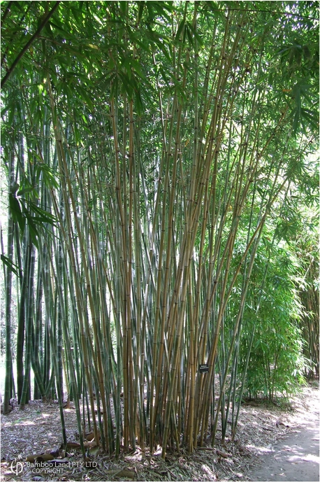 Bambusa dolichomerithalla