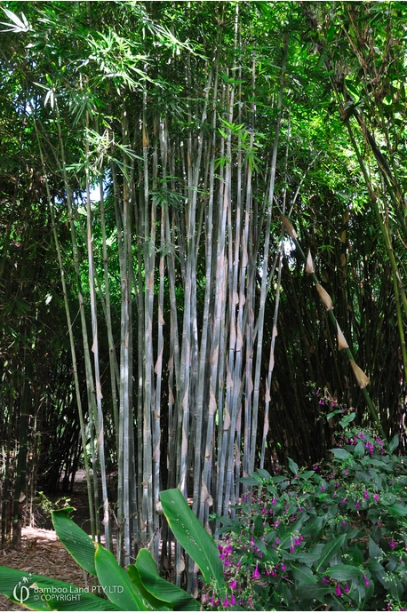 Bambusa dolichomerithalla 'Blue' (Doli Blue)