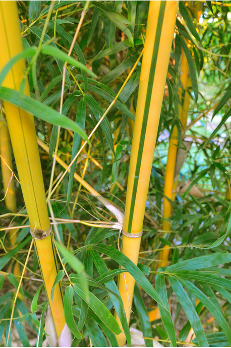 Bambusa eutuldoides var. Viridi Vittata (China Gold) - 300mm pot