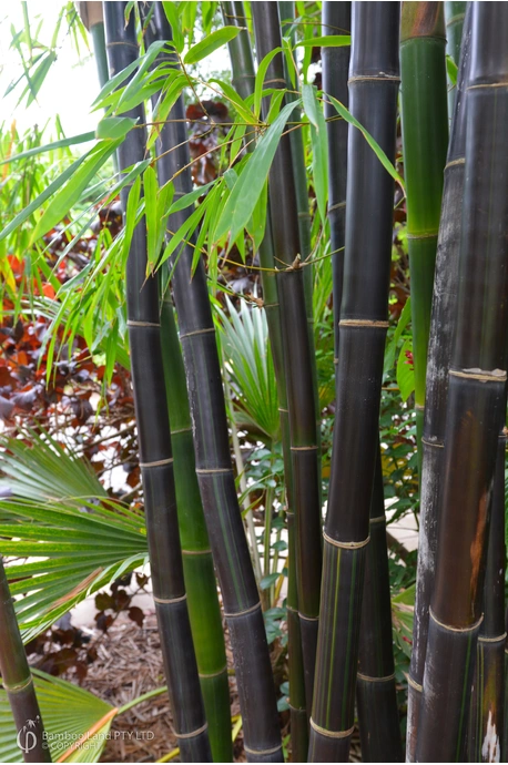 Bambusa lako (Timor Black)
