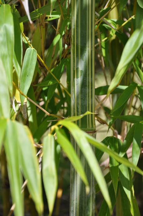 Bambusa longispiculata