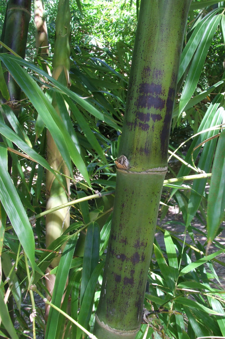 Bambusa maculata (Pring Tutul)