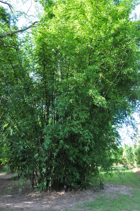 Bambusa malingensis