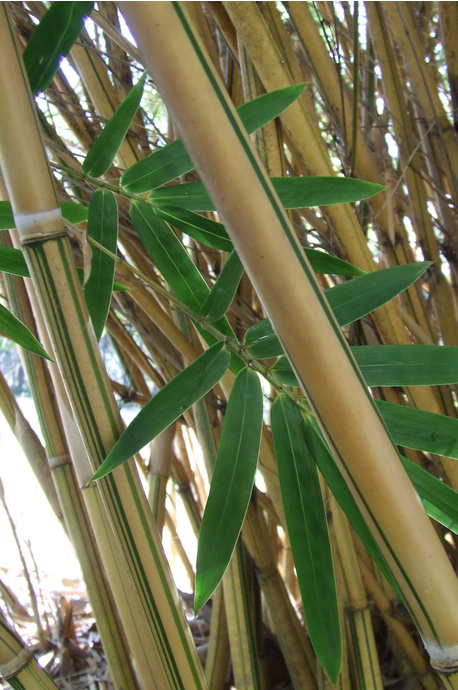 Bambusa multiplex cv. Alphonse Karr
