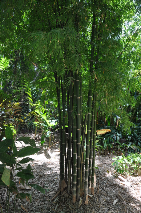 Bambusa nana - Thai Silk (Fine Leaf) - 300mm pot