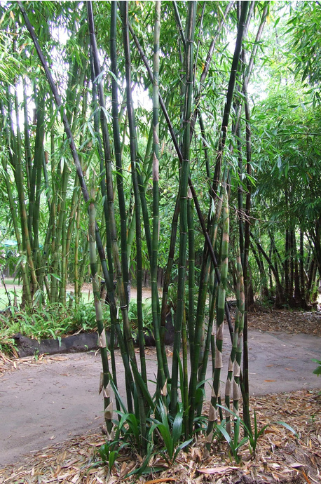 Bambusa sp. 'New Guinea Black'