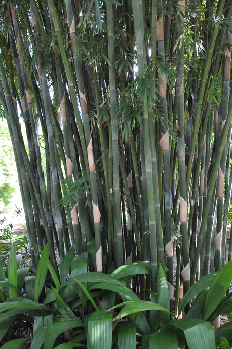 Bambusa textilis (Weaver's Bamboo)
