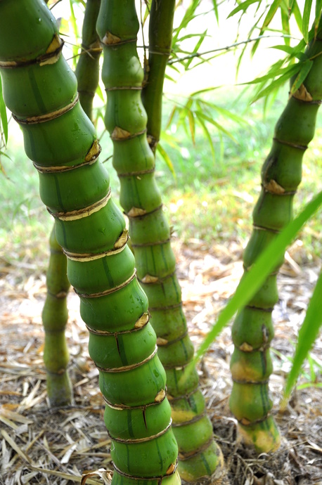 Bambusa vulgaris cv. Wamin striated (Striated Buddha's Belly) - 45 litre bag