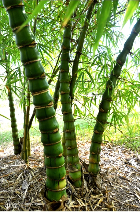 Bambusa vulgaris cv. Wamin striated (Striated Buddha's Belly)
