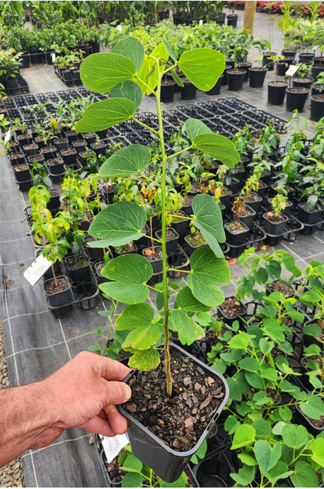 Bauhinia monandra (Pink Orchid Tree) - 2 litre pot