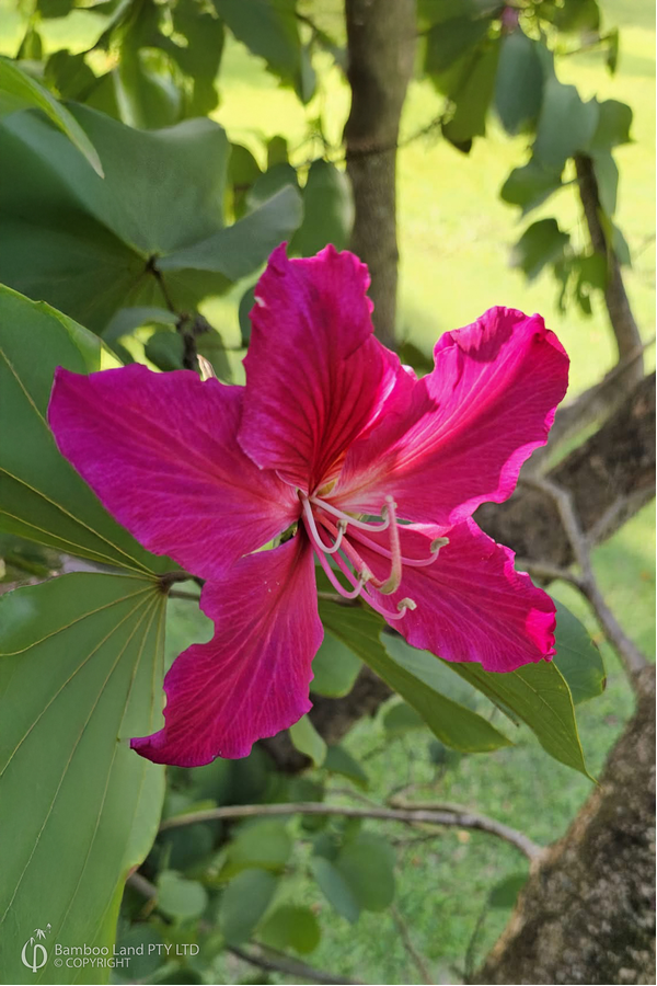 Bauhinia purpurea (Purple Orchid Tree)