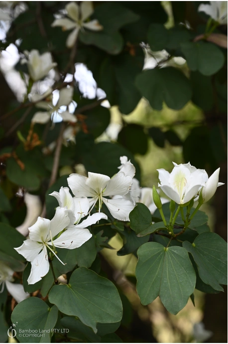 Bauhinia variegata 'Alba' (White Orchid Tree)