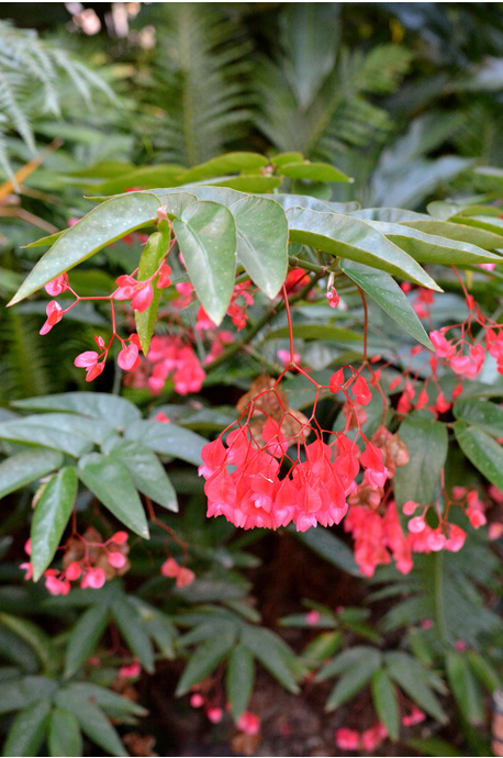 Begonia 'Angel Wing'