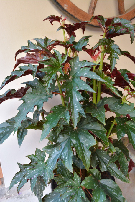 Begonia 'Sophie Cecile'