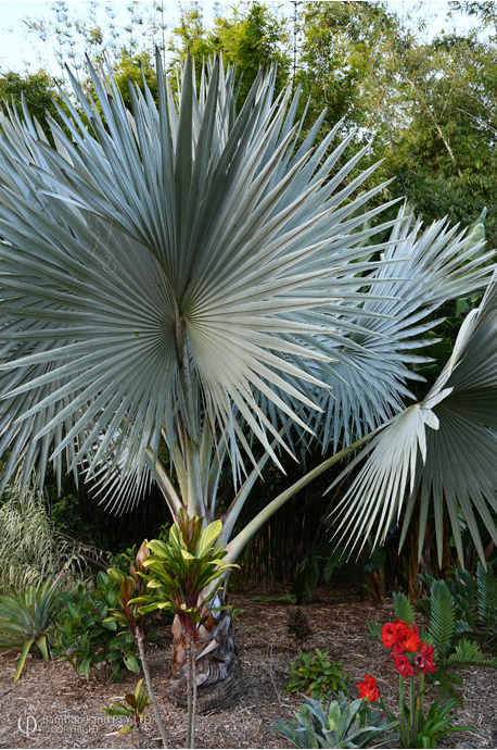 Bismarckia nobilis (Bismarck Palm) - 200 litre bag