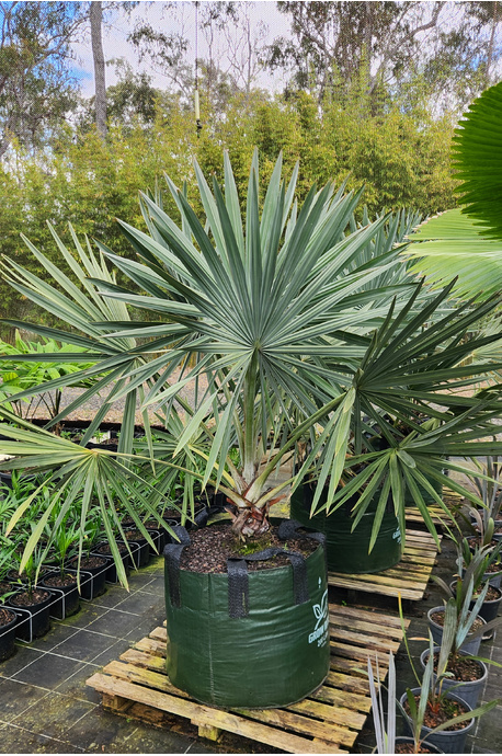 Bismarckia nobilis (Bismarck Palm)