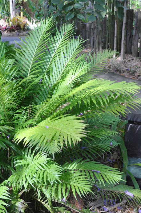 Blechnum 'Silver Lady'