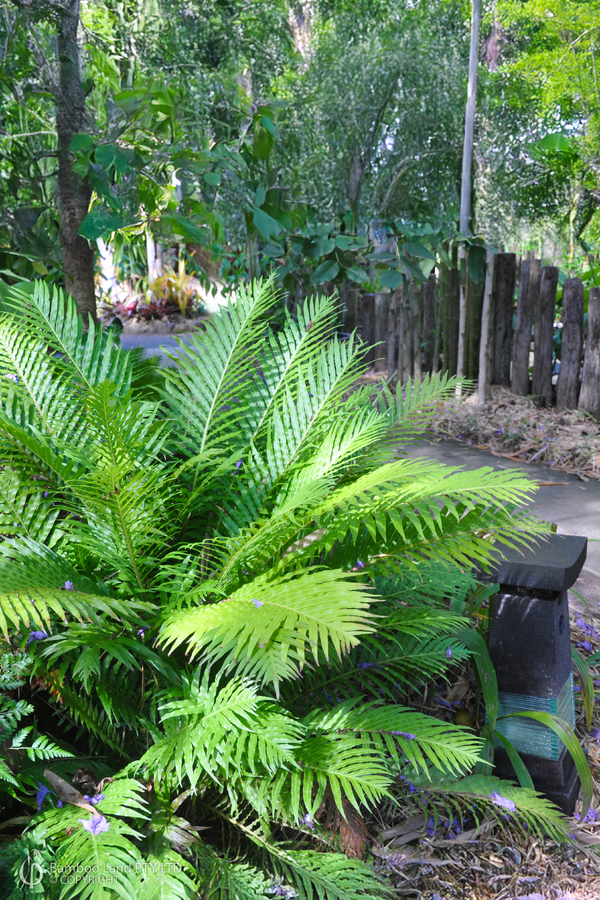 Blechnum 'Silver Lady'