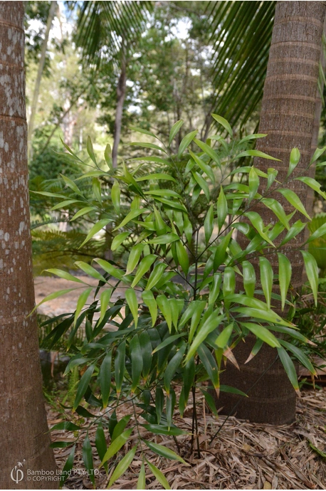 Bowenia serrulata