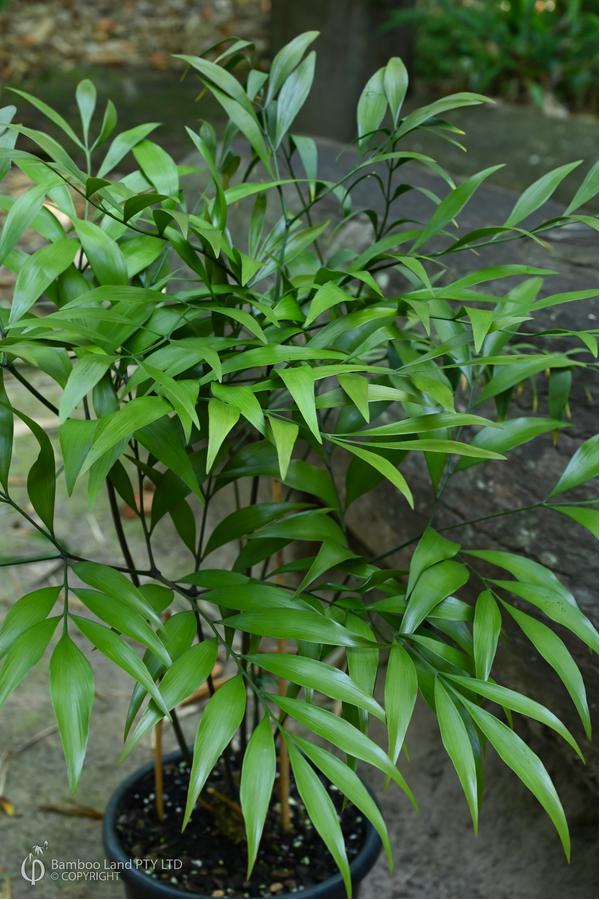 Bowenia serrulata x spectabilis