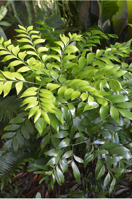 Bowenia spectabilis - 180mm pot