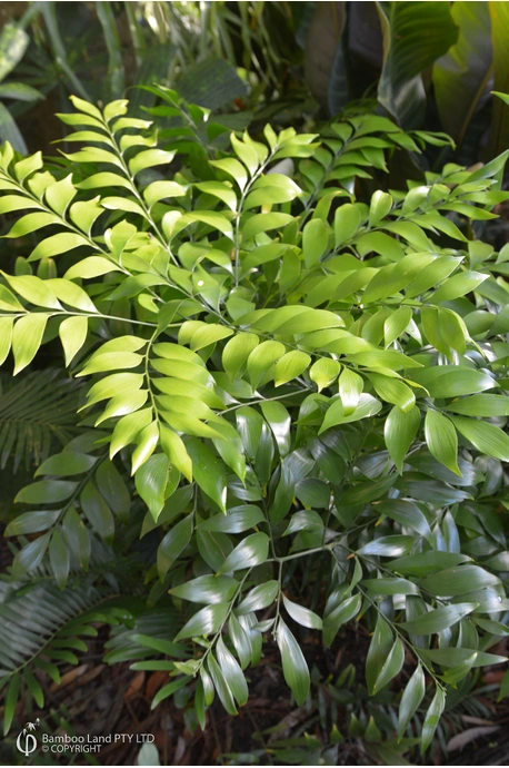 Bowenia spectabilis
