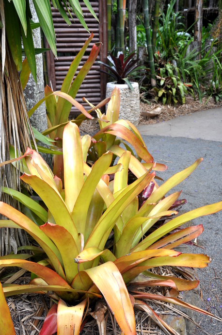 Aechmea blanchetiana