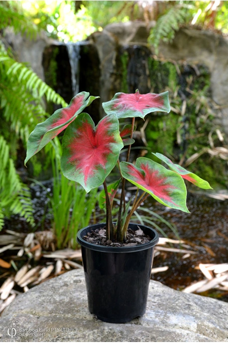 Caladium bicolor 'Florida Cardinal'