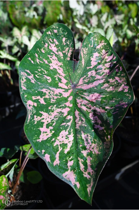 Caladium bicolor 'Florida Elise'