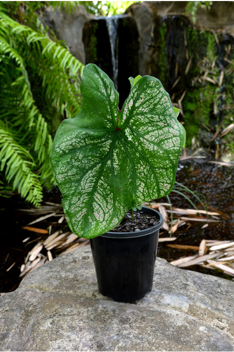 Caladium bicolor 'Green Vein White' - 180mm pot