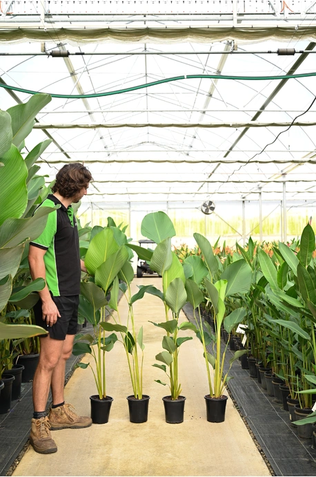 calathea tobacco Calathea lutea (Cuban Cigar)